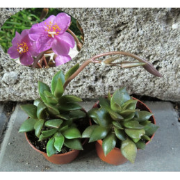 Anacampseros rufescens