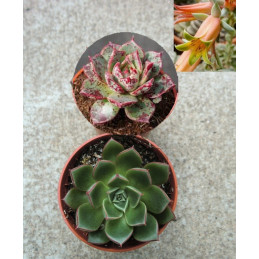 Echeveria longissima var....