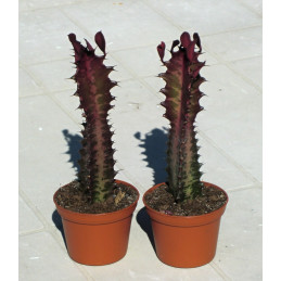 Euphorbia trigona Rubra