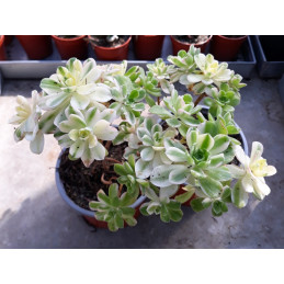 Aeonium castello paivae...