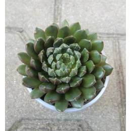 Echeveria 'Scorpio'