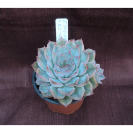 Echeveria Esther