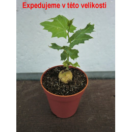 Coccinia sessilifolia