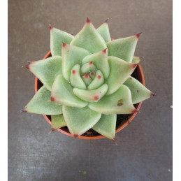Echeveria agavoides var....