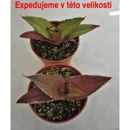 Agave kerchovei Huajuapan Red