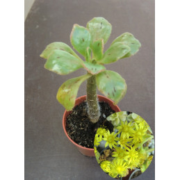 Aeonium smithii