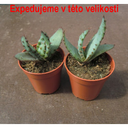 Aloe ferox