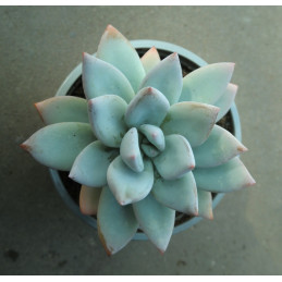 Pachyveria Ice Crystals