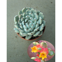 Echeveria minima