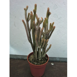 Crassula lycopodioides...