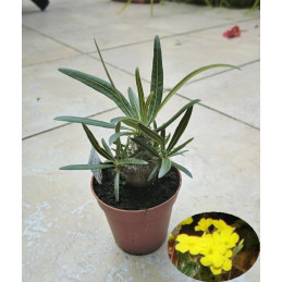 Pachypodium rosulatum