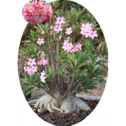 Adenium arabicum (PNW:...