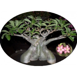 Adenium 'Thai socotranum'