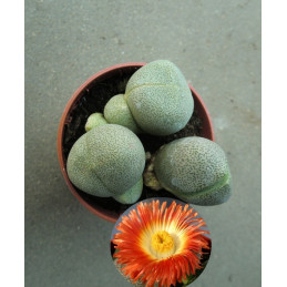 Pleiospilos nelii
