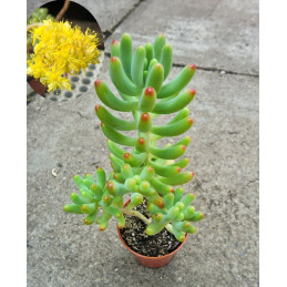 Sedum pachyphyllum