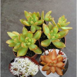 Sedum nussbaumerianum