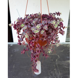 Crassula marginata variegata