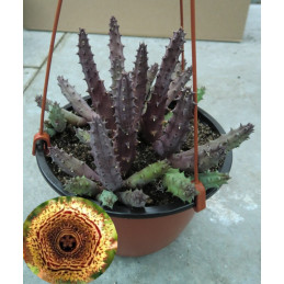 Huernia hystrix