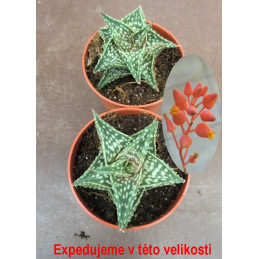 Aloe descoingsii