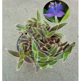 Cyanotis somaliensis