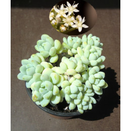 Sedum clavatum