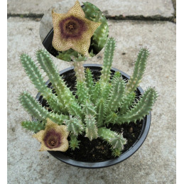 Tavaresia meintjesii