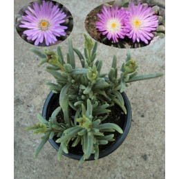 Delosperma harazianum