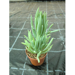 Senecio mandraliscae