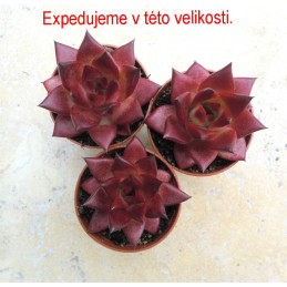 Echeveria agavoides Romeo...