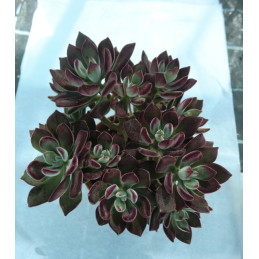 Echeveria pulvinata 'Devotion'