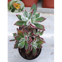 Echeveria pulvinata 'Ruby'