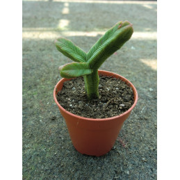 Crassula pyramidalis