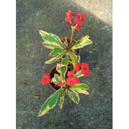 Euphorbia milii f....