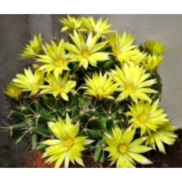 Dolichothele longimamma