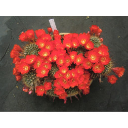 Aylostera kupperiana