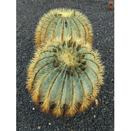 Ferocactus glaucescens