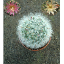 Mammillaria bocasana