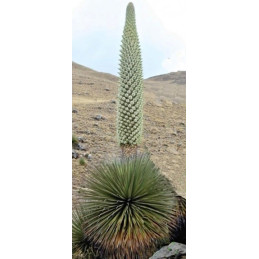 Puya raimondii "Královna And"