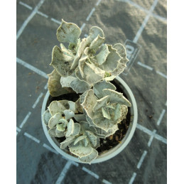 Kalanchoe rhombopilosa
