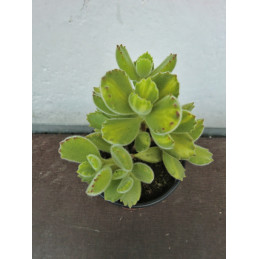 Cotyledon ladismithiensis...