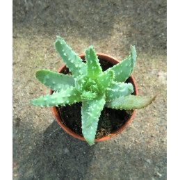 Aloe longistyla