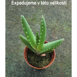 Aloe brevifolia