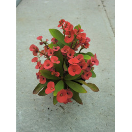 Euphorbia milii "Kristova...