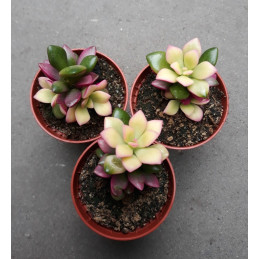 Anacampseros rufescens Sunrise