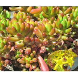 Sedum rubrotinctum