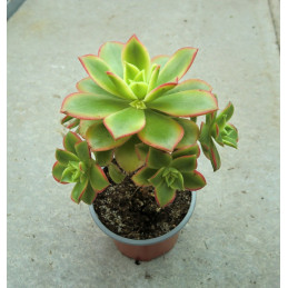 Aeonium haworthii cv. Kiwi...