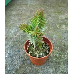 Crassula pyramidalis x...