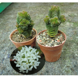 Crassula pyramidalis f....