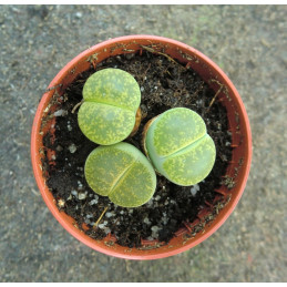 Lithops Mix zelené "Živé...