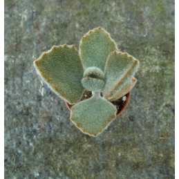 Kalanchoe beharensis